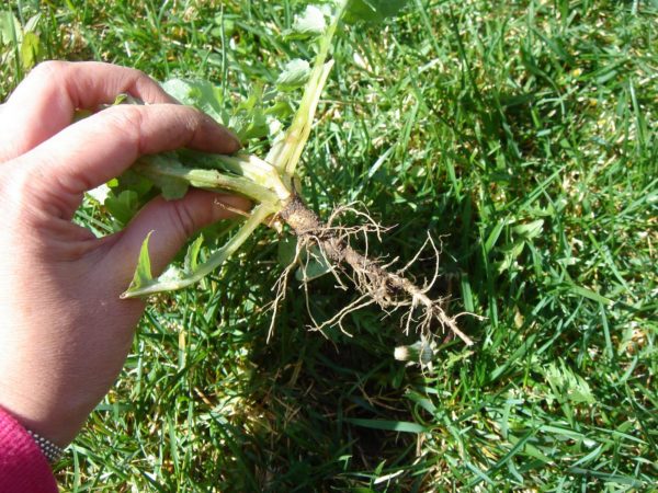 Rohimine alates 1,60 EUR/jm…