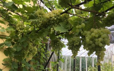 Kasvuhoone ja viinamarjad – kes soovib endale sellist saaki?